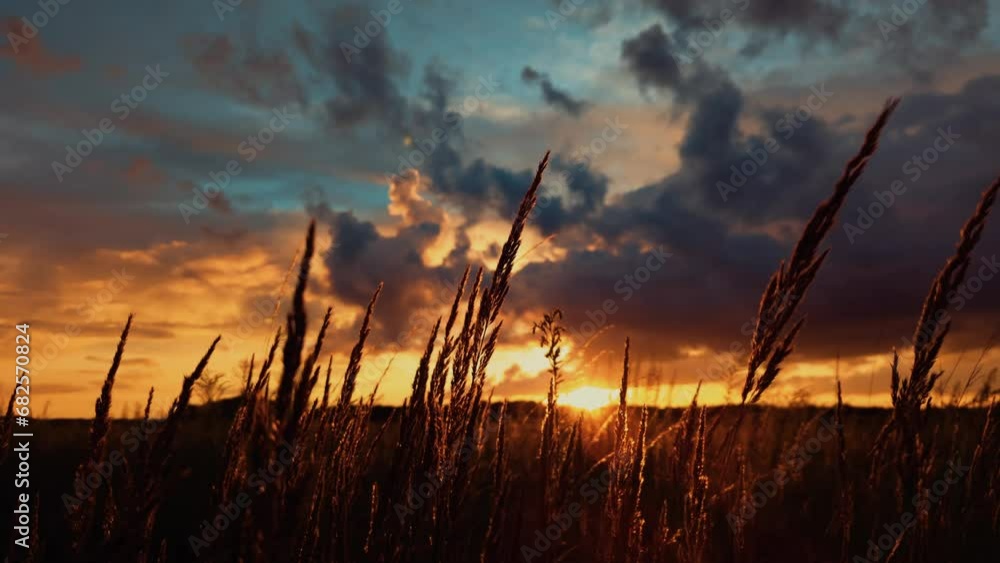 golden sunset , sunset on meadow , tall grass growing , sundown golden sunset , sunset on meadow , tall grass growing , sundown