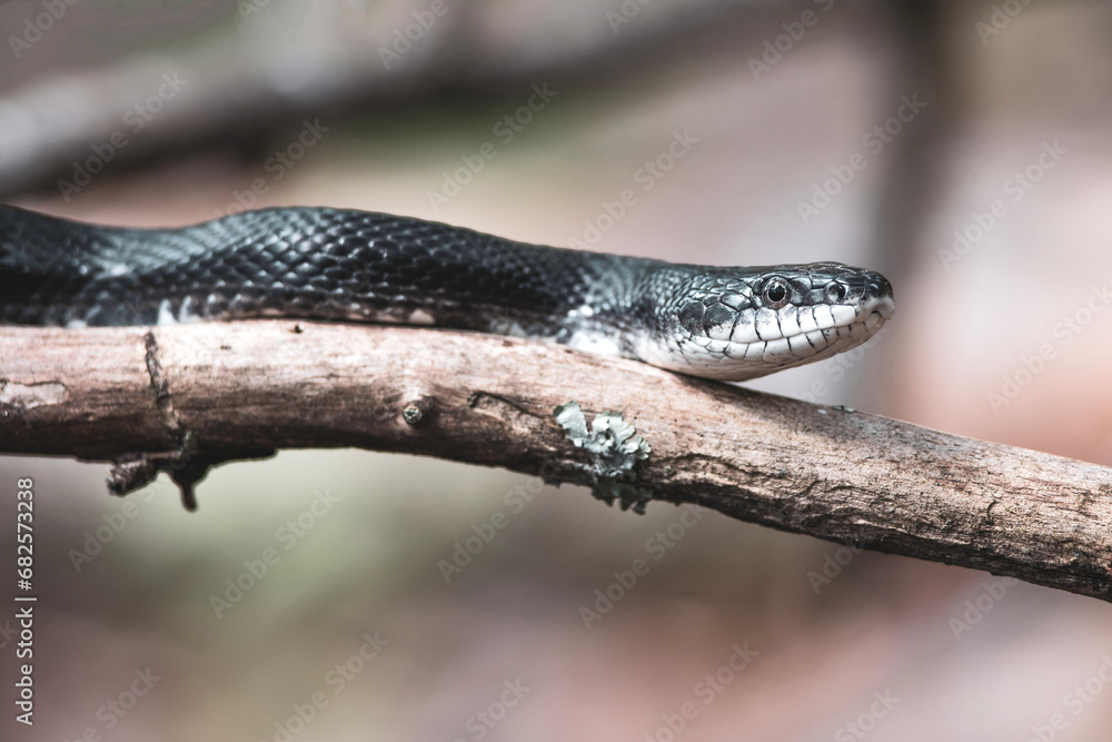 Eastern black rat snake on branch from Connecticut Eastern black rat snake on branch from Connecticut