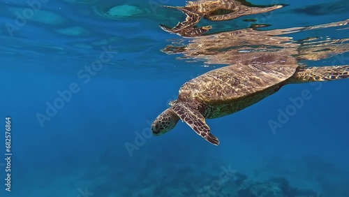 Underwater view of sea turtle getting a gulp of air before swimming  towards the ocean floor off the coast of Hawaii. photo