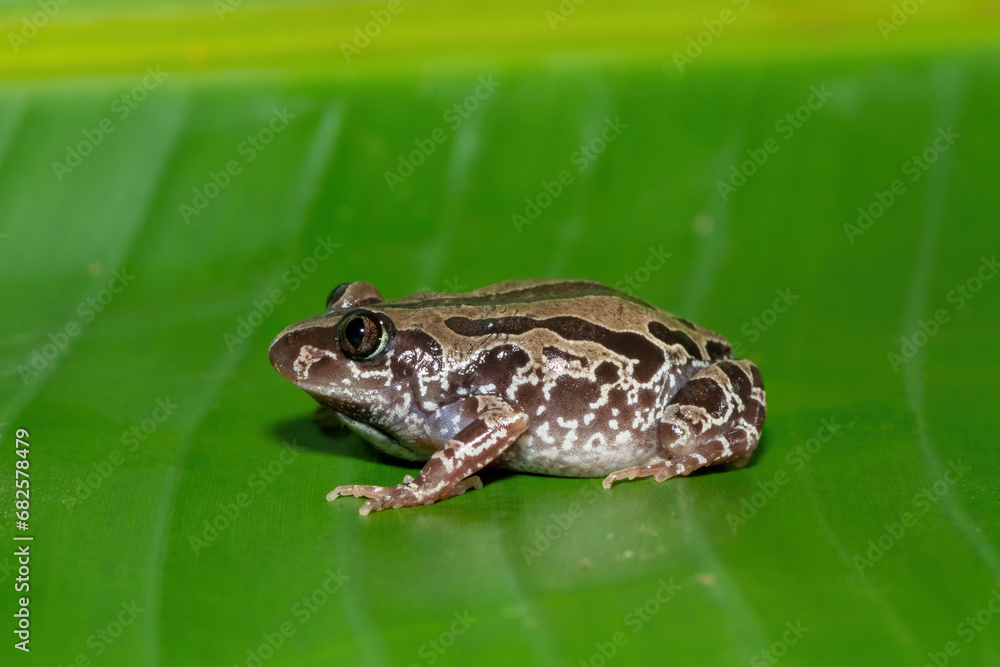 A cute Bubbling Kassina, or Senegal running frog (Kassina senegalensis) on a large green leaf near a pond on a warm summer's evening A cute Bubbling Kassina, or Senegal running frog (Kassina senegalensis) on a large green leaf near a pond on a warm summer's evening