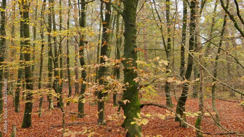Beech tree forest at fall, autumn, with yellow colored leaves and brown leaves at the ground. Slider. Beech tree forest at fall, autumn, with yellow colored leaves and brown leaves at the ground. Slider.