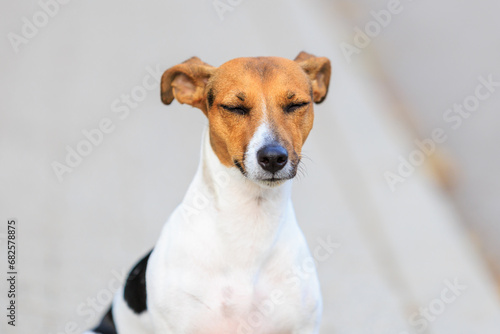 Cute dog of the Jack Russell Terrier breed close-up. Pet portrait with selective focus and copy space
