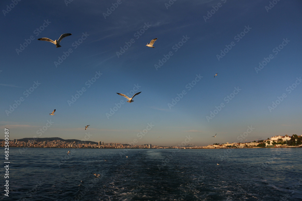 Seagulls flying over the Marmara Sea, as seen from the ferry at sunset, in Istanbul, Turkey.