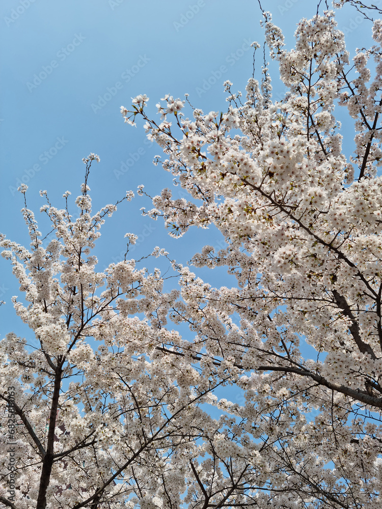 cherry blossom trees.