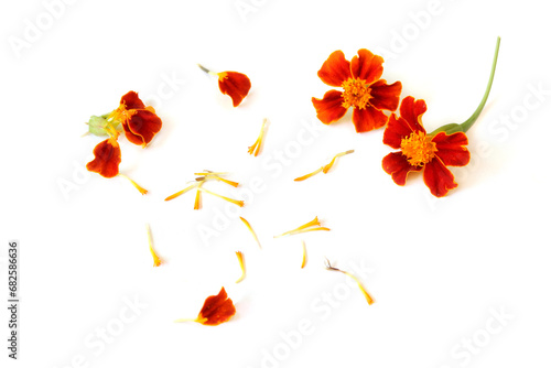 red Tagetes patula flower isolated on white background photo