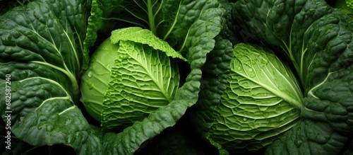 In the lush garden, the leaves of the cabbage plant showcased their vibrant green hue, creating a stunning texture of autumn colors, and promising a bountiful harvest of nutritious vegetables rich in photo