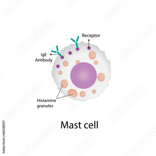 Mast cell. Immune system cells. Histamine. Vector illustration.	
