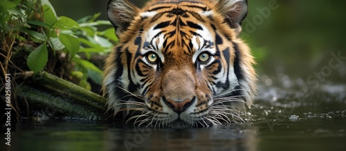 In the lush jungles of Asia  a majestic tiger emerges from the dense foliage  its powerful gait reflected in the tranquil river waters  capturing an exquisite portrait of nature s beauty while