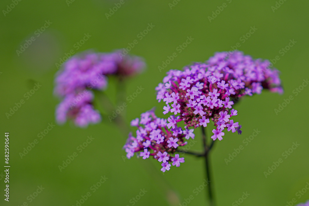 flat detail of a fuxia flower