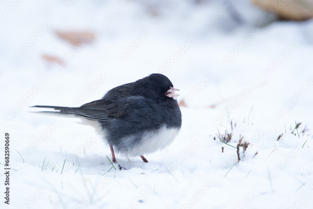 Dark-eyed junco is on the ground covered with snow in winter day. Dark-eyed junco is on the ground covered with snow in winter day.