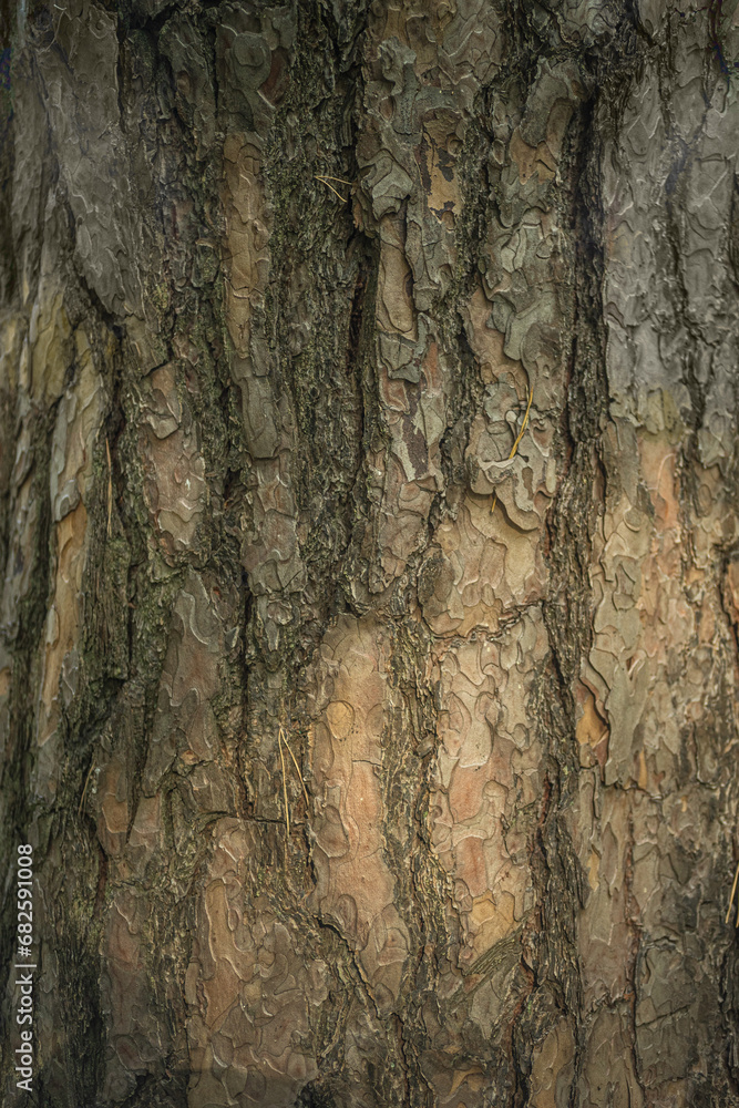 Close up tree bark texture as a wooden background Close up tree bark texture as a wooden background