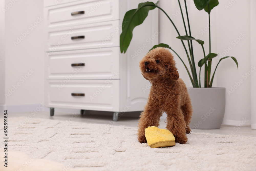 Cute Maltipoo dog near yellow slipper at home, space for text. Lovely pet