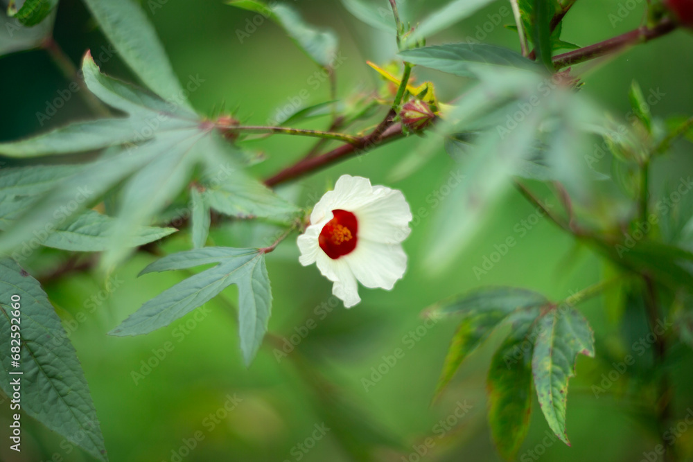 Flower of Hibiscus sabdariffa, commonly known as hibiscus sabdariffa.