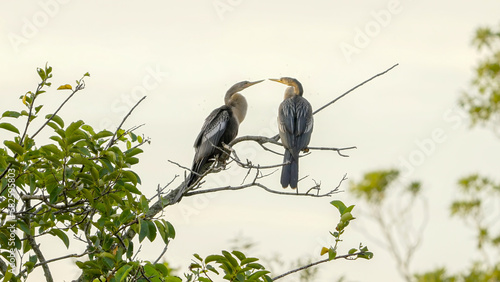 Foto pair of anhinga birds face each other while perching in a tree at the everglades