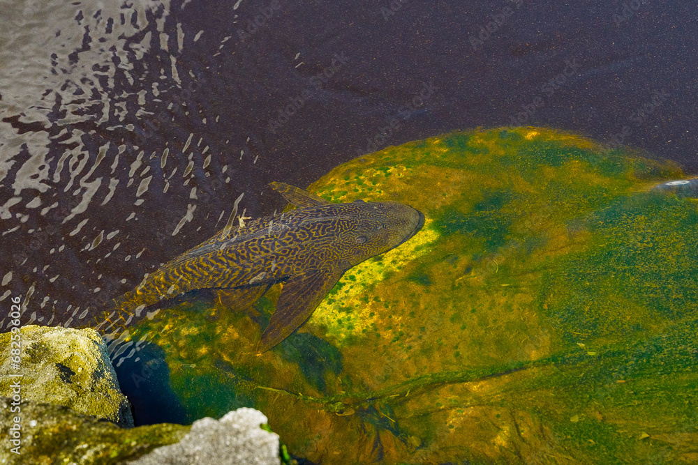 Fototapeta premium Suckermouth Catfish Swimming by Algae-Covered Rocks in Shallow Waters