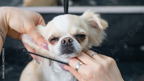 A woman combs a cute shorthair chihuahua in a grooming salon. 