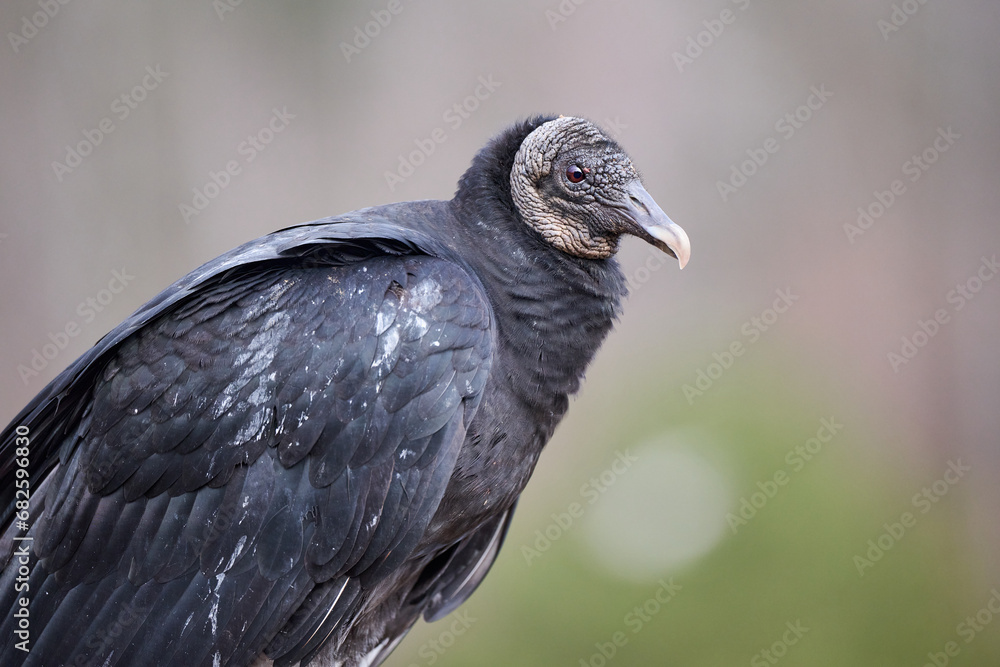 Naklejka premium Black vulture close-up