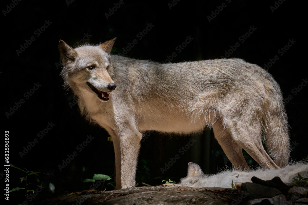 Grey Wolf standing in the Sun Grey Wolf standing in the Sun