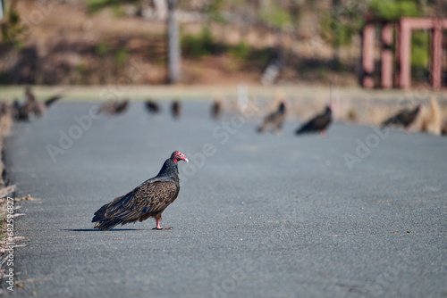 Turkey vulture on road with many vultures in background photo