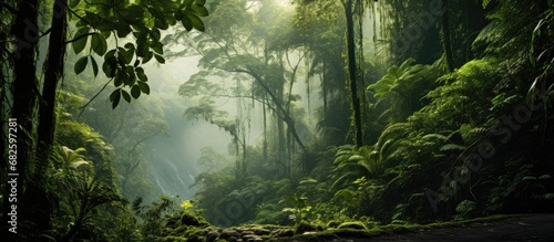 The lush, tropical rainforest was a sight to behold, with its densely packed trees creating a vibrant green canopy that stretched as far as the eye could see; it was truly a beautiful and natural