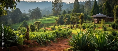 In Fort Portal  Uganda  a lush green garden thrived with a variety of plants  including the natural and ripe pineapples  showcasing the beauty of nature s bountiful agriculture in Africa.