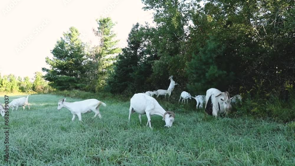 A herd of goats grazing in a pasture in Ontario, Canada. Dairy farming in North America. A herd of goats grazing in a pasture in Ontario, Canada. Dairy farming in North America.
