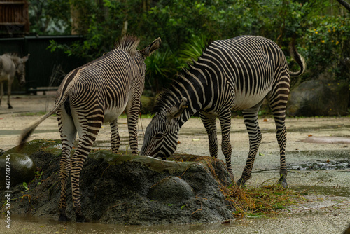 Beautiful zebra animals are eating grass  mother and child zebras