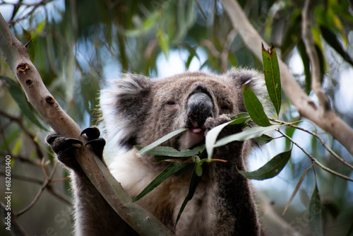 Australia is a megadiverse country and is home to an extraordinarily high amount of animal species. There are species that can only be found in Australia such as some kind of birds or the monotremes. photo