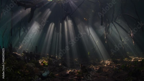Sunlight filters underwater into the shadows of a dark mangrove forest growing in Raja Ampat, Indonesia. Mangroves are vital marine habitats that serve as nurseries and filter runoff from the land. photo