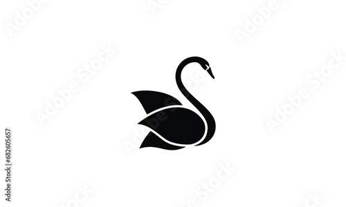 black swan on white background photo