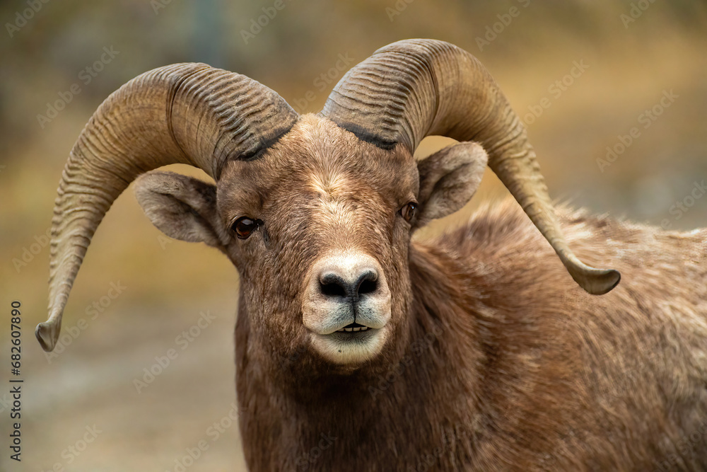 Big Horn Sheep -The RUT is On - obrazy, fototapety, plakaty 