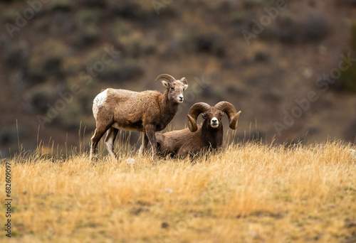 Big Horn Sheep -The RUT is On