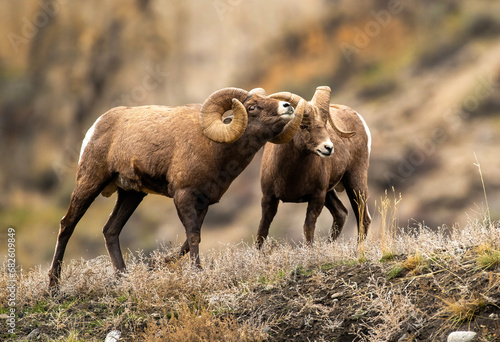 Big Horn Sheep -The RUT is On photo