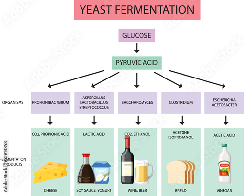 Yeast Fermentation and Product Infographic: Exploring the Process