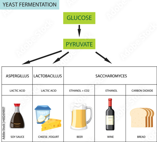 Yeast Fermentation and Product Infographic: A Visual Guide