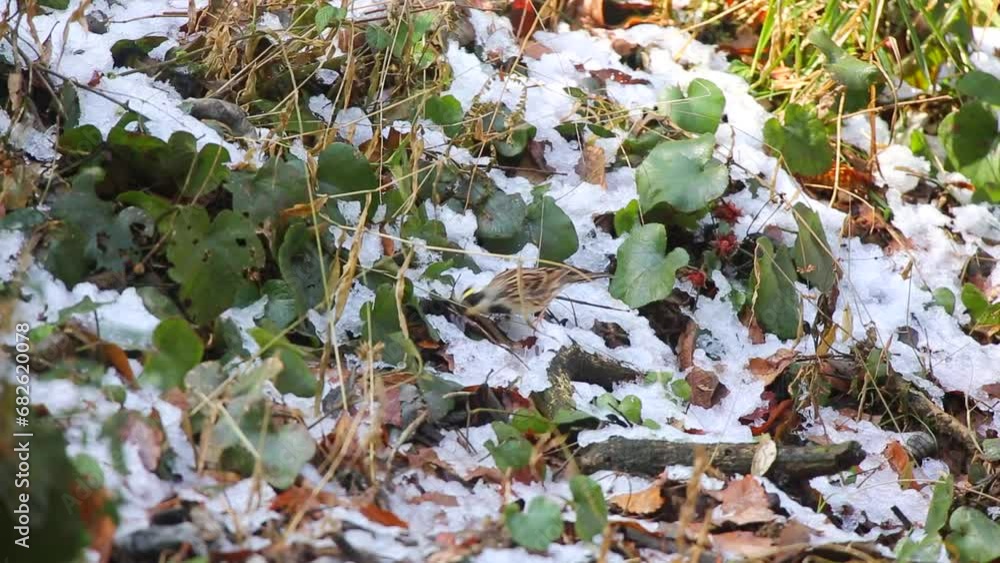 ミヤマホオジロ 雪が残った草地で草の実を啄むミヤマホオジロのオス ミヤマホオジロ 雪が残った草地で草の実を啄むミヤマホオジロのオス