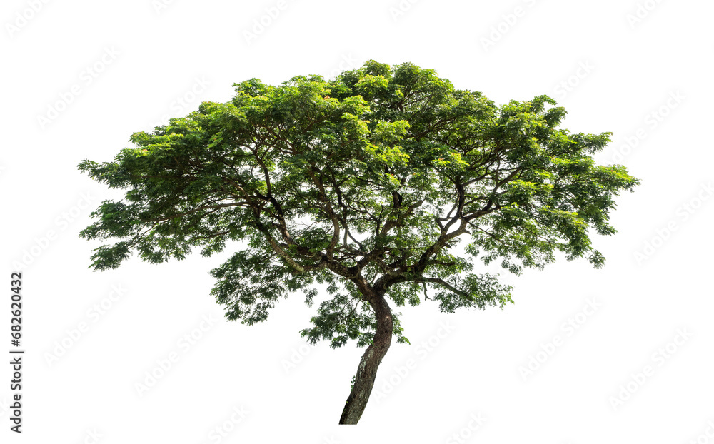 Green tree isolated on transparent background with clipping path and alpha channel. Green tree isolated on transparent background with clipping path and alpha channel.
