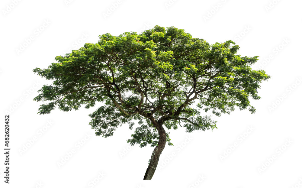 Green tree isolated on transparent background with clipping path  and alpha channel.