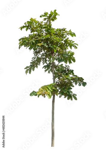 Green tree isolated on transparent background with clipping path and alpha channel.