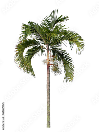 Green palm tree isolated on transparent background with clipping path and alpha channel.