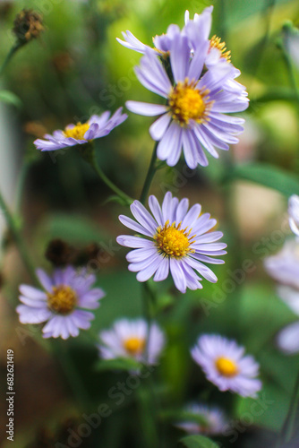 Violet flower of aster families. Aster is perennial flowering plant with many various color.