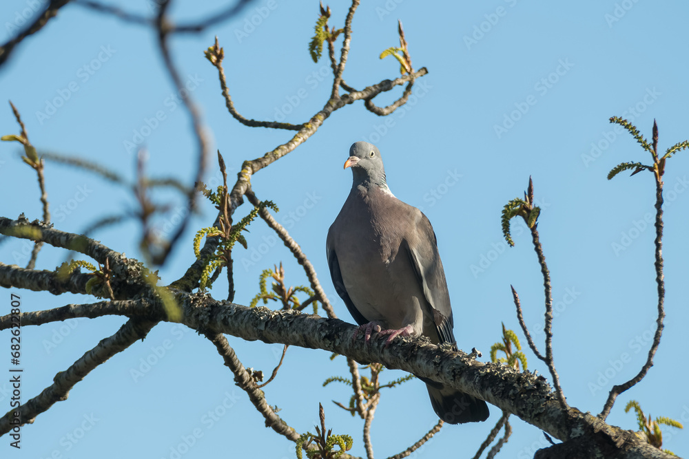wood pigeon perched on a tree branch Columba palumbus wood pigeon perched on a tree branch Columba palumbus