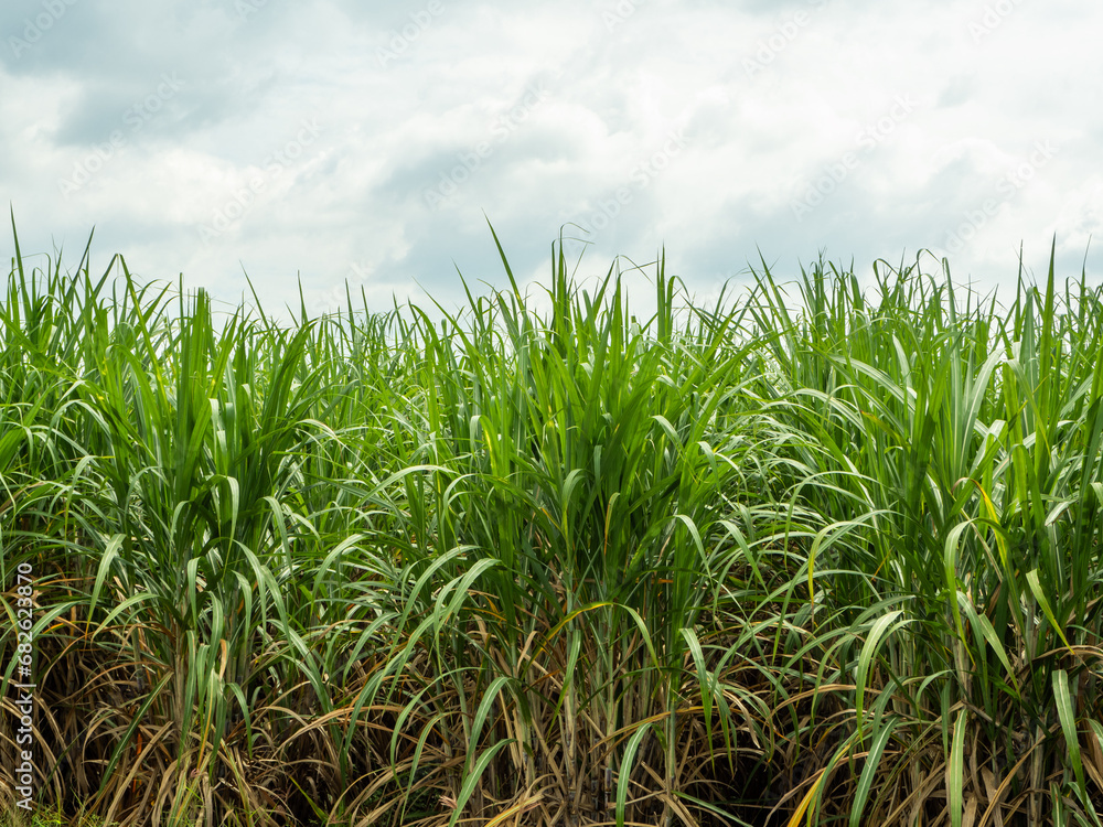 Sugarcane fields, blue sky and clear sky days in Thailand. Sugarcane fields, blue sky and clear sky days in Thailand.