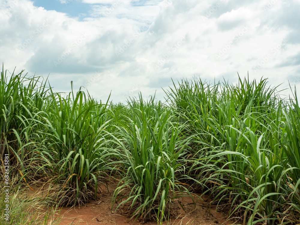Obraz premium Sugarcane fields, blue sky and clear sky days in Thailand.