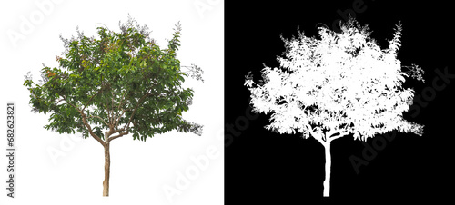single tree on white background with clipping path and alpha channel on black background.