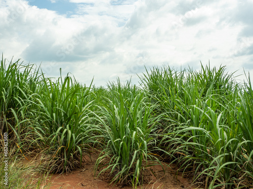 Sugarcane fields  blue sky and clear sky days in Thailand.