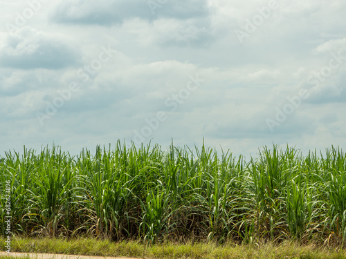 Sugarcane fields, blue sky and clear sky days in Thailand.