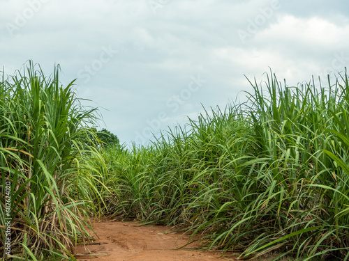 Sugarcane fields  blue sky and clear sky days in Thailand.