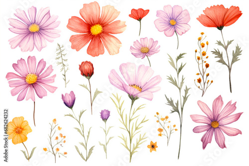Watercolor paintings Cosmos flower symbols On a white background.  © pritsadee
