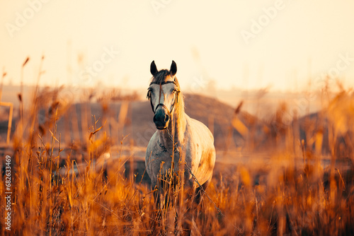 horse at sunset